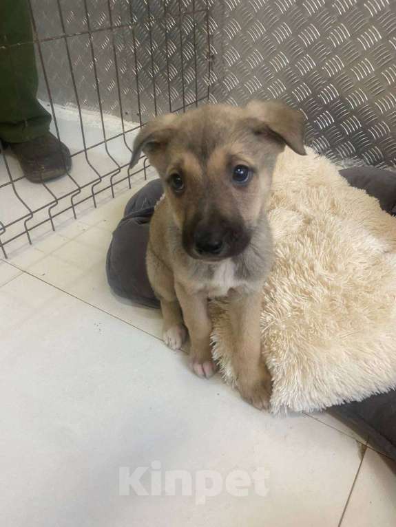 Собаки в других городах Московской области: Герда нежная и ласковая Девочка, Бесплатно - фото 2