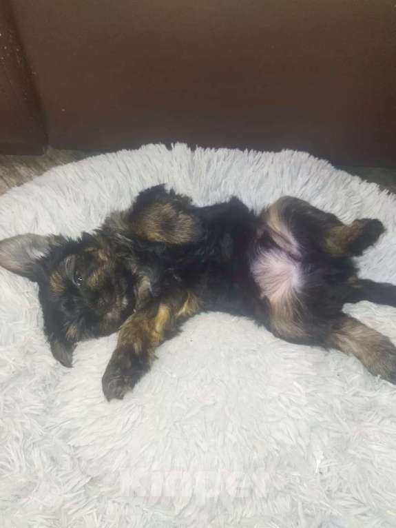 Собаки в других городах Брянской области: Продаются маленькими красавчики Мальчик, 15 000 руб. - фото 2