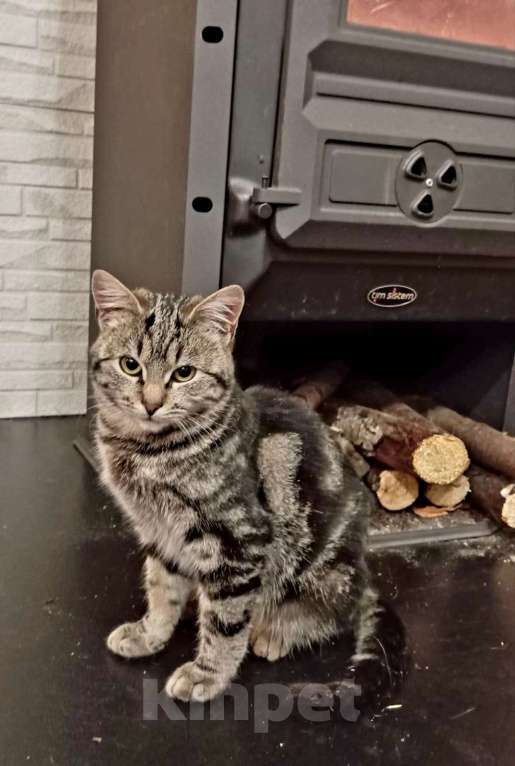 Кошки в Санкт-Петербурге: Шикарный котёнок ищет дом. Мальчик, Бесплатно - фото 5