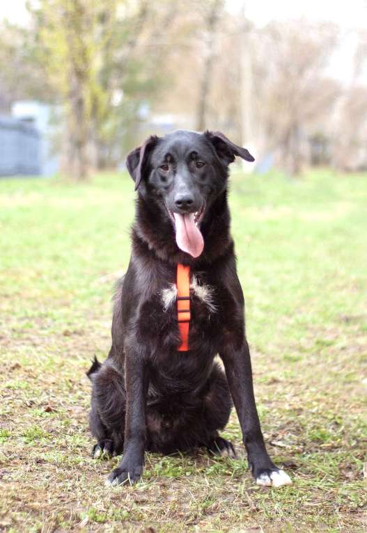 Собаки в Москве: Нежный и ласковый Уинтер в поисках дома Мальчик, Бесплатно - фото 6