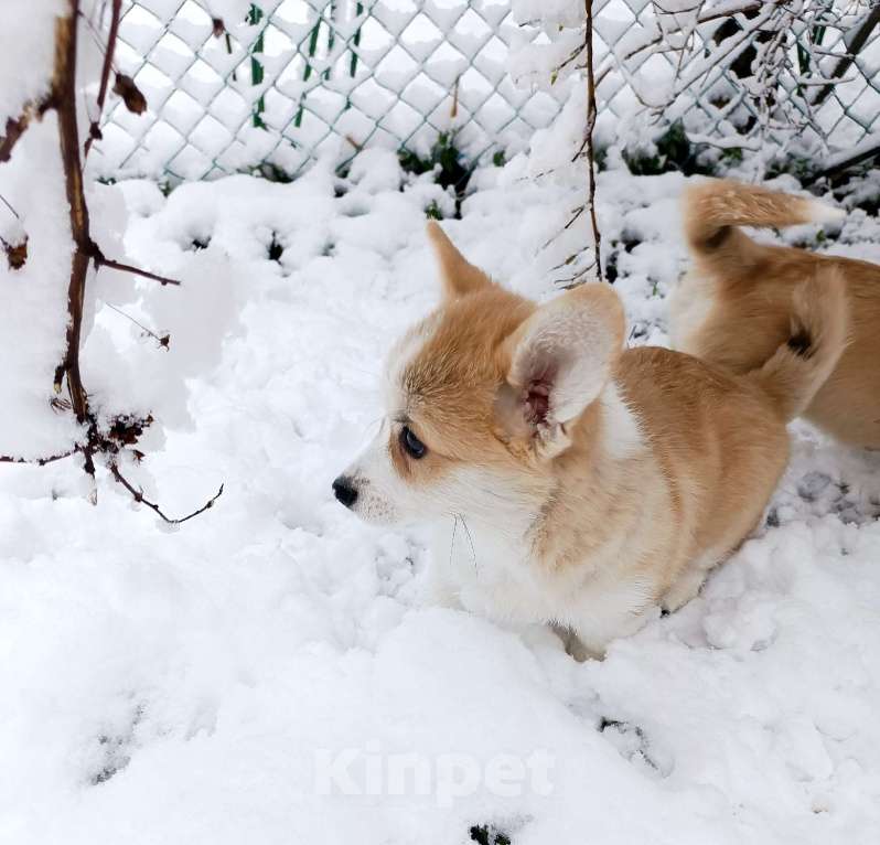 Собаки в других городах Ленинградской области: Продаются щенки вельш корги пемброк Мальчик, 70 000 руб. - фото 4