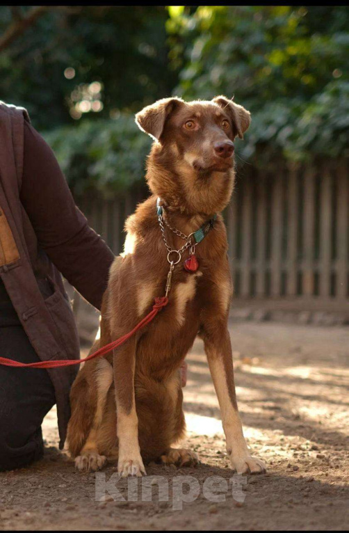 Собаки в Санкт-Петербурге: Собака ищет дом Мальчик, Бесплатно - фото 2