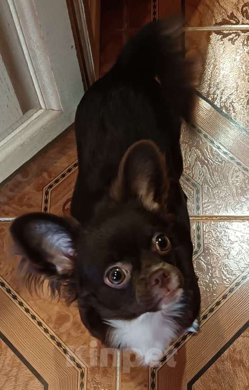 Собаки в Москве: Щенки чихуахуа длинношерстные, девочки Девочка, 60 000 руб. - фото 3