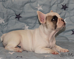Собаки в Санкт-Петербурге: Белая девочка французский бульдог в палевой шапочке Девочка, 74 000 руб. - фото 1