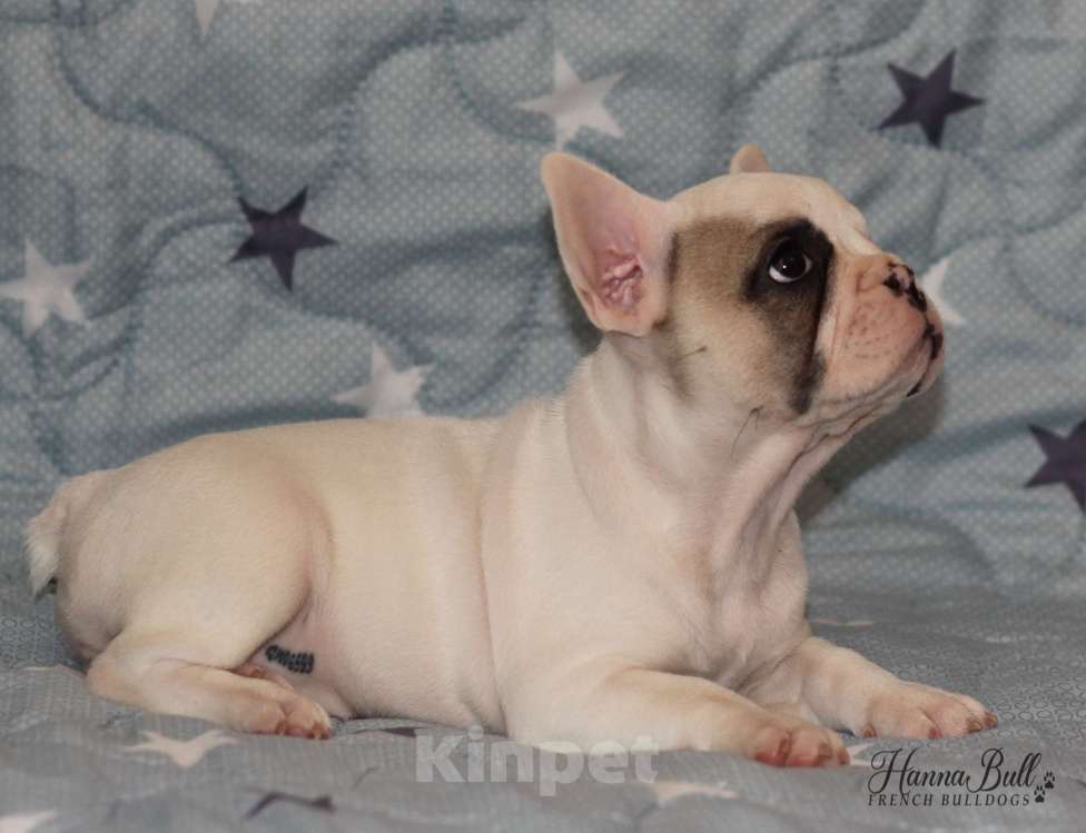 Собаки в Санкт-Петербурге: Белая девочка французский бульдог в палевой шапочке Девочка, 74 000 руб. - фото 1