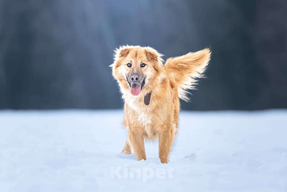Собаки в Клине: Дюшес — очень дружелюбный пёс Мальчик, Бесплатно - фото 7
