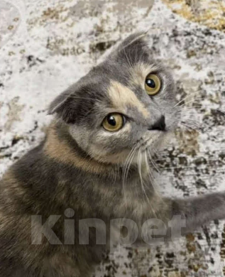 Кошки в Гатчине: Кошечка в добрые руки Девочка, Бесплатно - фото 1