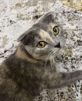 Кошечка в добрые руки