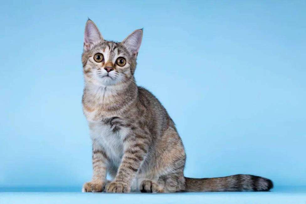 Кошки в Москве: Кассия в добрые руки Девочка, Бесплатно - фото 3