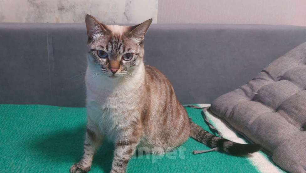 Кошки в Новосибирске: В добрые руки Девочка, Бесплатно - фото 2