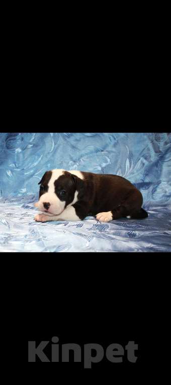 Собаки в Иркутске: Щенки АСТ Разнополые, 15 000 руб. - фото 1