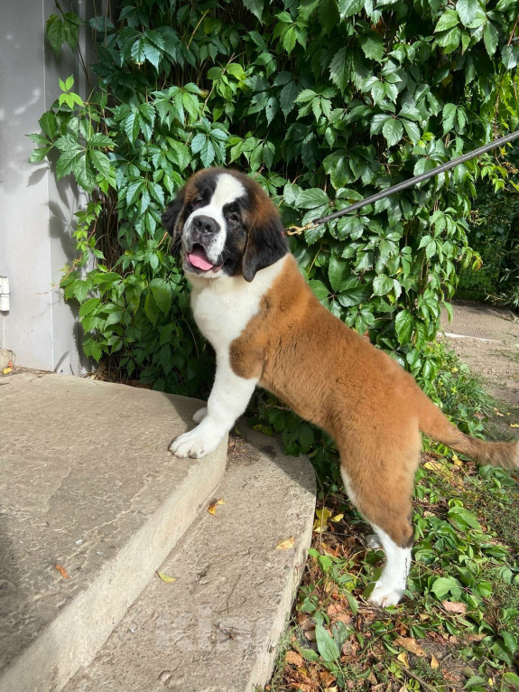 Собаки в других городах Ленинградской области: Сенбернар Девочка, 60 000 руб. - фото 3