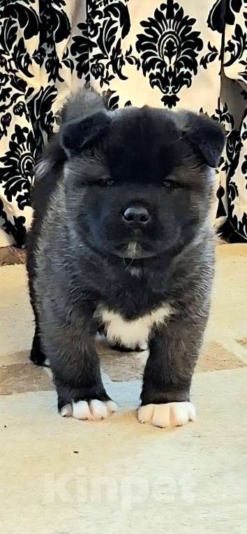 Собаки в Магнитогорске: Продажа щенки Мальчик, 50 000 руб. - фото 3