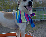 Собаки в Москве: Малыш Кекс - Нужен дом Мальчик, Бесплатно - фото 4