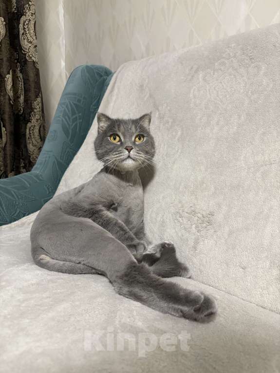 Кошки в Чебоксарах: Шотландский кот. Тимошка  Мальчик, 100 руб. - фото 1