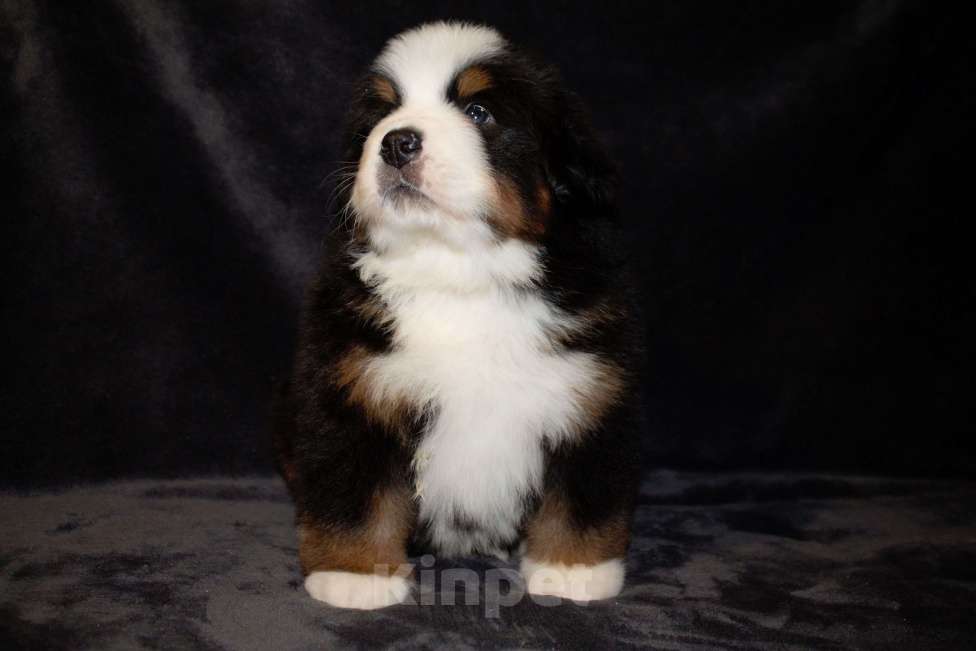 Собаки в других городах Московской области: Бернский зенненхунд Мальчик, 130 000 руб. - фото 2