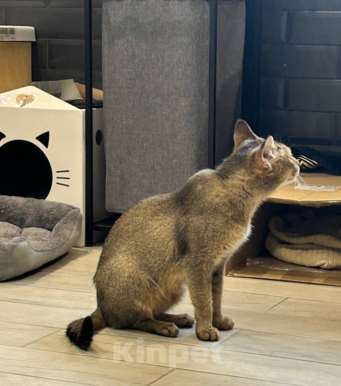 Кошки в других городах Московской области: Найдена кошка Чаузи с котенком Девочка, 5 000 руб. - фото 3