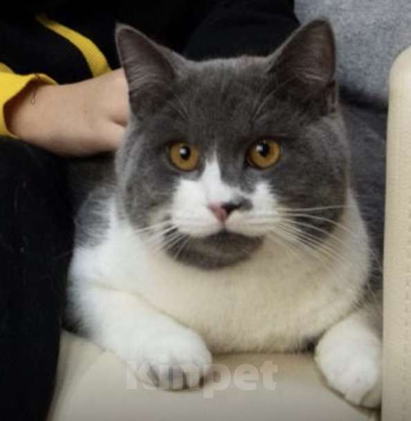 Кошки в Москве: Потерялся кот  Мальчик, 5 000 руб. - фото 2