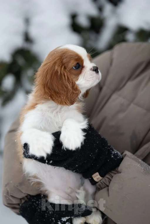 Собаки в Москве: Кавалер Кинг Чарльз спаниель мальчик  Мальчик, 110 000 руб. - фото 3