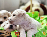 Собаки в Казани: Чудесные бишон-фризе Мальчик, 100 000 руб. - фото 5
