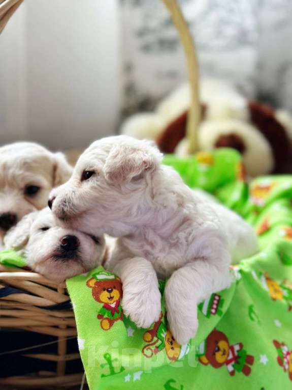 Собаки в Казани: Чудесные бишон-фризе Мальчик, 100 000 руб. - фото 5