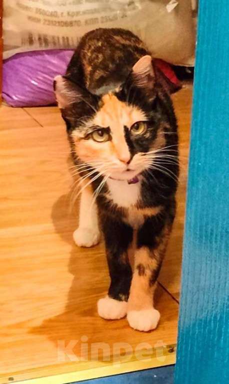 Кошки в Химках: Красавица Люси Девочка, Бесплатно - фото 6