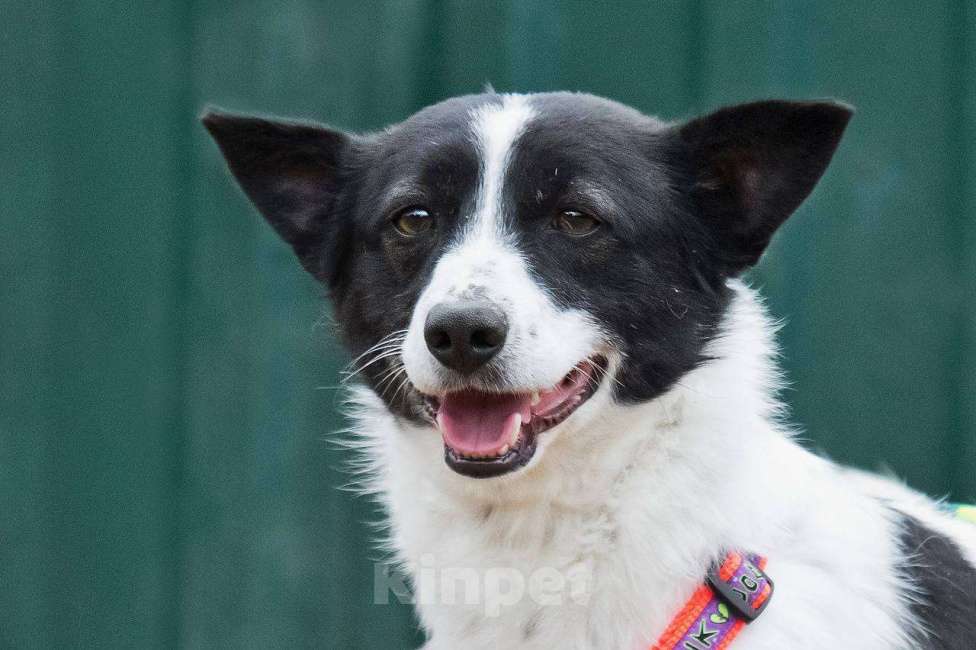 Собаки в других городах Московской области: Лукас, малыш в добрые руки Мальчик, Бесплатно - фото 8