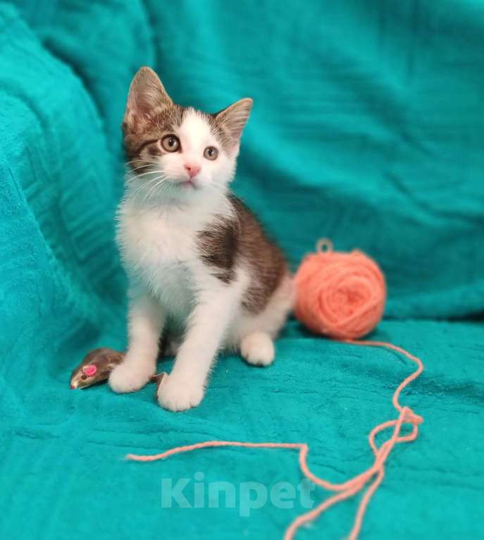 Кошки в Санкт-Петербурге: Маленькие красивые котята ищут дом Мальчик, Бесплатно - фото 2