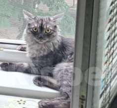 Кошки в Краснодаре: Пропал кот Мальчик, 1 000 руб. - фото 1