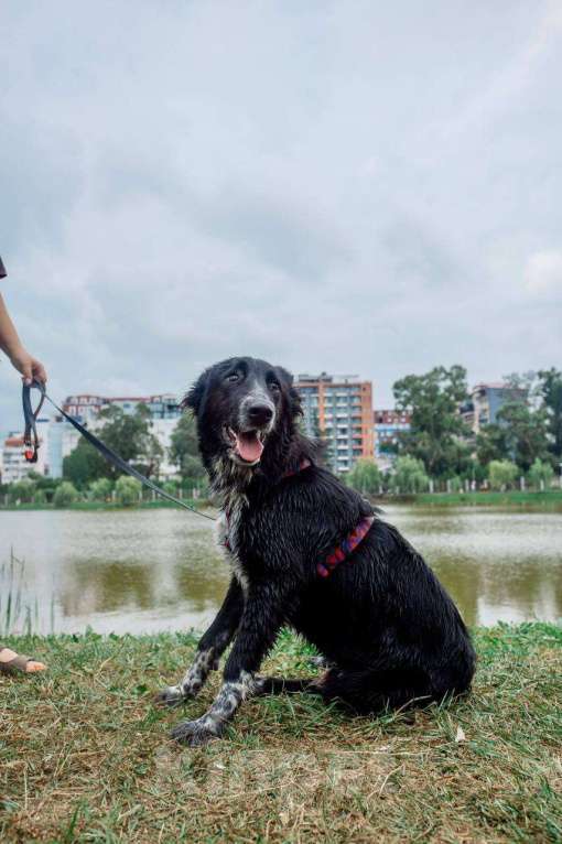 Собаки в Москве: ПО спасён в Грузии и ищет дом Мальчик, Бесплатно - фото 4