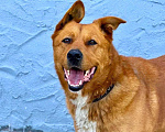 Собаки в Москве: Рыжий - Рыжее Счастье, молодой пёс, 1,5 года. Мальчик, Бесплатно - фото 1