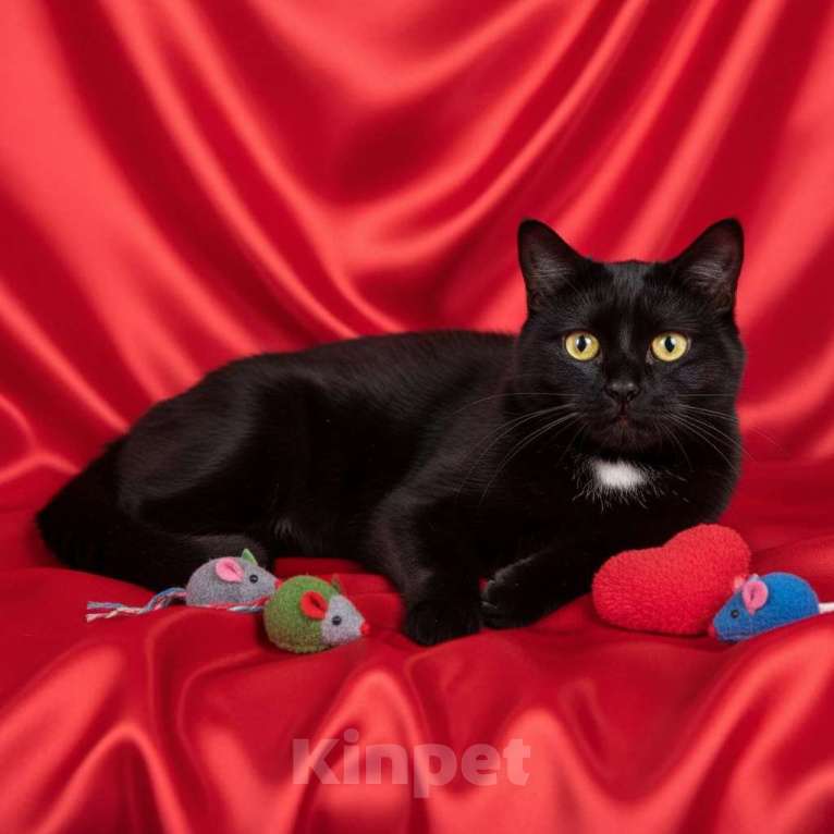 Кошки в Москве: Черная кошка Нюша в добрые руки Девочка, 10 руб. - фото 3