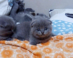 Кошки в Видном: Вязка шотландский вислоухий кот, 2 000 руб. - фото 10