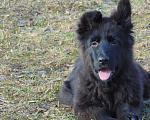 Собаки в Вологде: Продам щенков немецкой овчарки, 50 000 руб. - фото 3