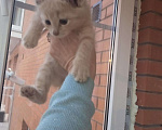 Кошки в Нолинске: Милашки в добрые руки пацаны, 1 руб. - фото 3