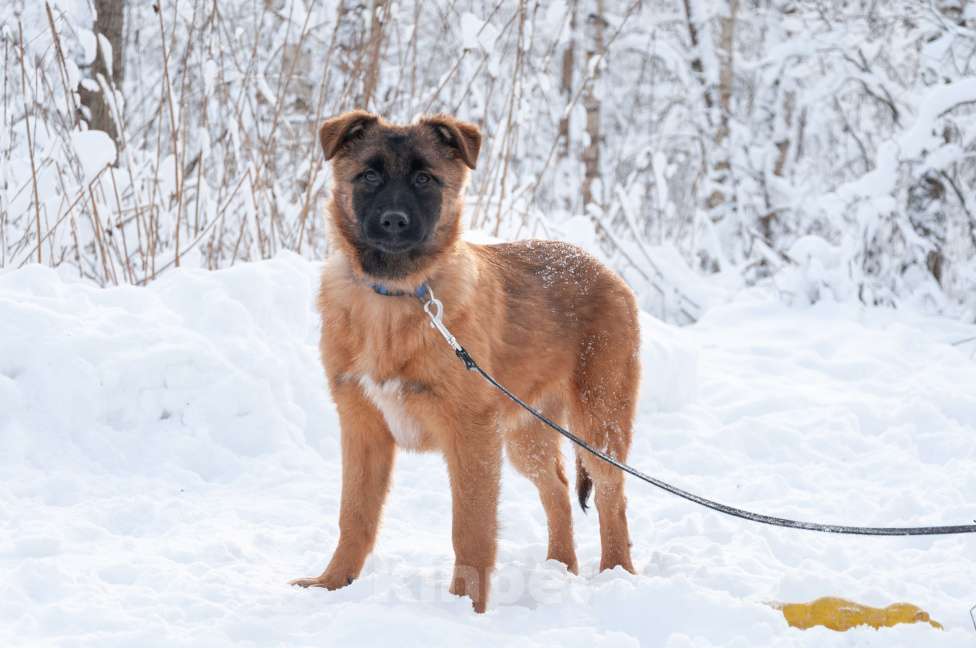 Собаки в Ногинске: Тэйси — ваш персональный солнечный лучик!  Девочка, Бесплатно - фото 6