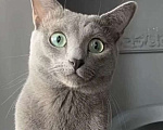Кошки в Москве: Котята русской голубой Мальчик, 85 000 руб. - фото 8