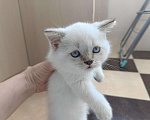 Кошки в Ростове-на-Дону: Шотландский прямоухий котенок Мальчик, 5 000 руб. - фото 2