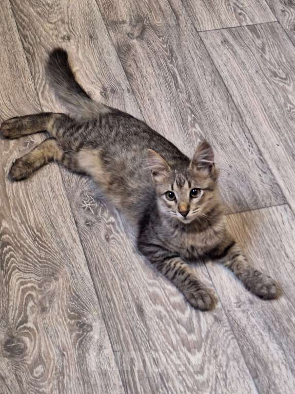 Кошки в Люберцах: Котенок в добрые руки Мальчик, Бесплатно - фото 4