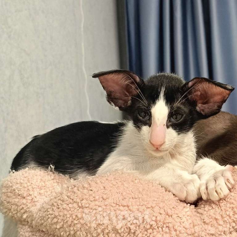 Кошки в Подольске: Ориентальный мальчик Мальчик, 110 000 руб. - фото 1