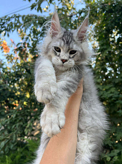 Объявление: Котята мейн-кун, 60 000 руб., Краснодар