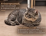 Кошки в Саратове: метис британца (котик из рекламы вискаса) в добрые руки Мальчик, Бесплатно - фото 5