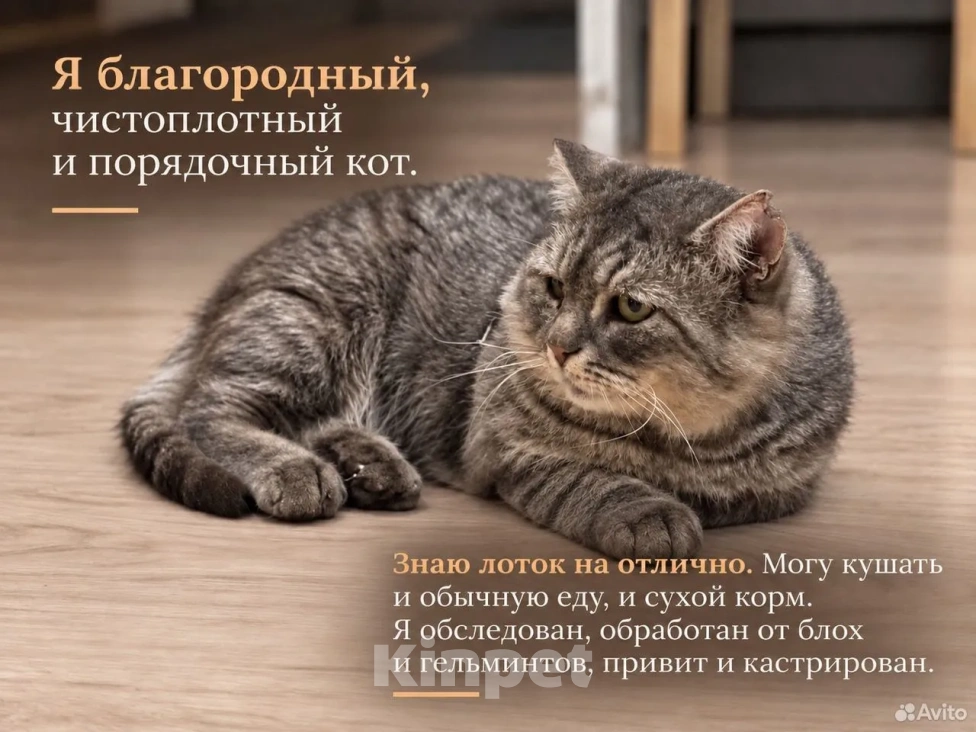 Кошки в Саратове: метис британца (котик из рекламы вискаса) в добрые руки Мальчик, Бесплатно - фото 5