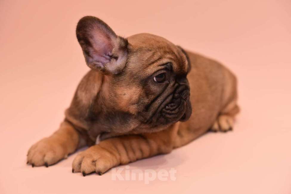 Собаки в Москве: Мальчик французского бульдога  Мальчик, 60 000 руб. - фото 10