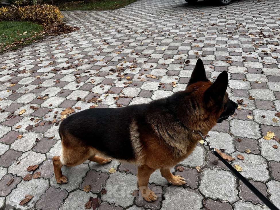 Собаки в других городах Московской области: Вязка,кобель,немецкая овчарка  Мальчик, 1 000 руб. - фото 3