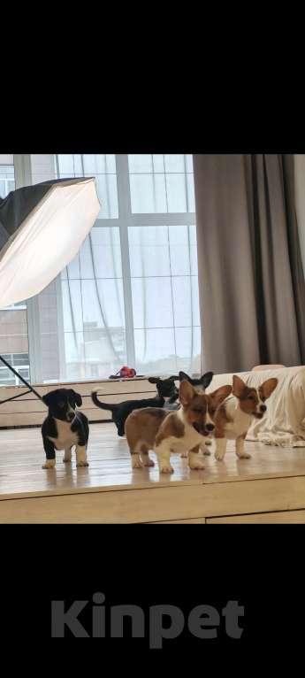 Собаки в Архангельске: Вельш Корги Кардиган Разнополые, Бесплатно - фото 2