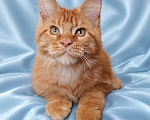 Кошки в Владимире: Котята мейн-кун Мальчик, 60 000 руб. - фото 2