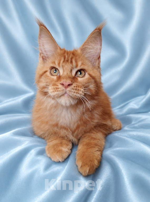 Кошки в Владимире: Котята мейн-кун Мальчик, 60 000 руб. - фото 2