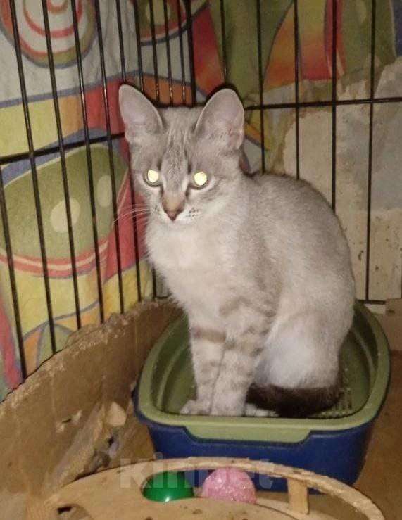 Кошки в Москве: Отдам в добрые руки Девочка, Бесплатно - фото 2