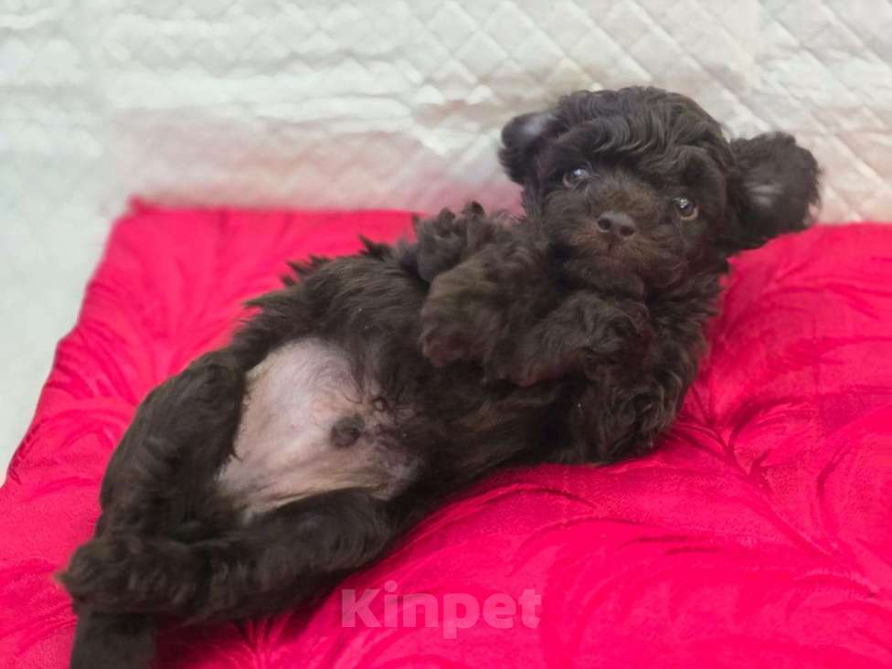 Собаки в Геленджике: Той пудель коричневый мальчик Мальчик, 99 999 руб. - фото 2